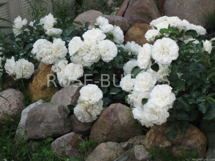 ����� ����������. Blanc Meillandecor. (��)